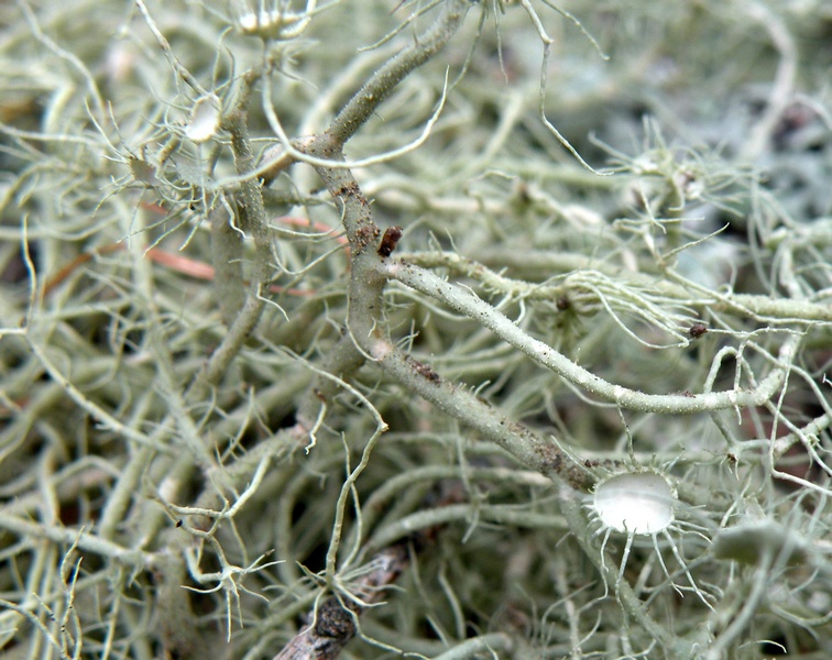 Usnea